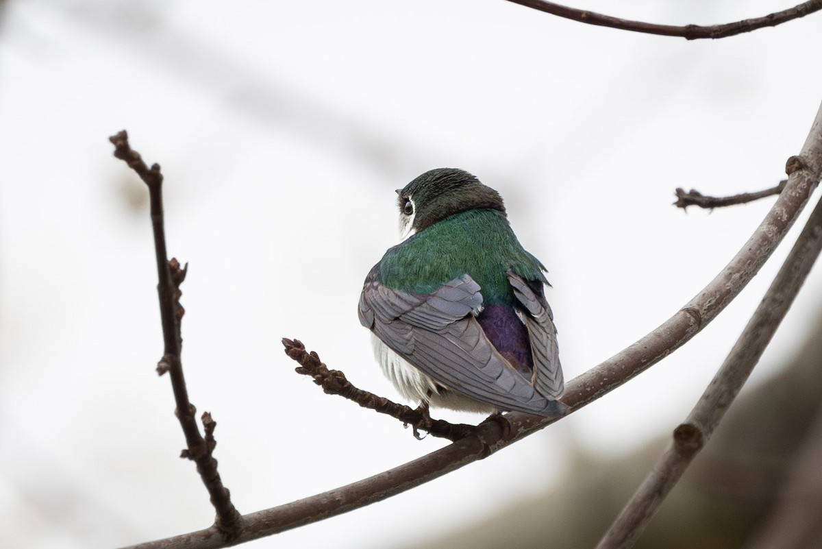 Violet-green Swallow - ML618045117
