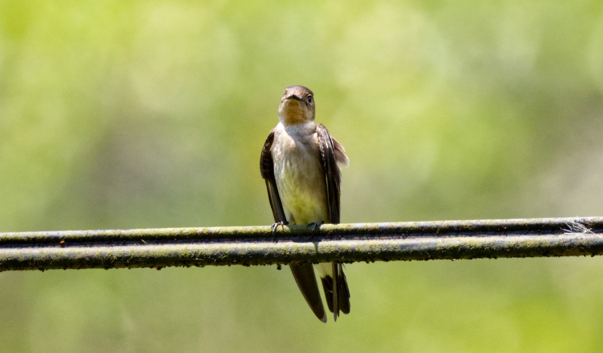 Southern Rough-winged Swallow - ML618045131