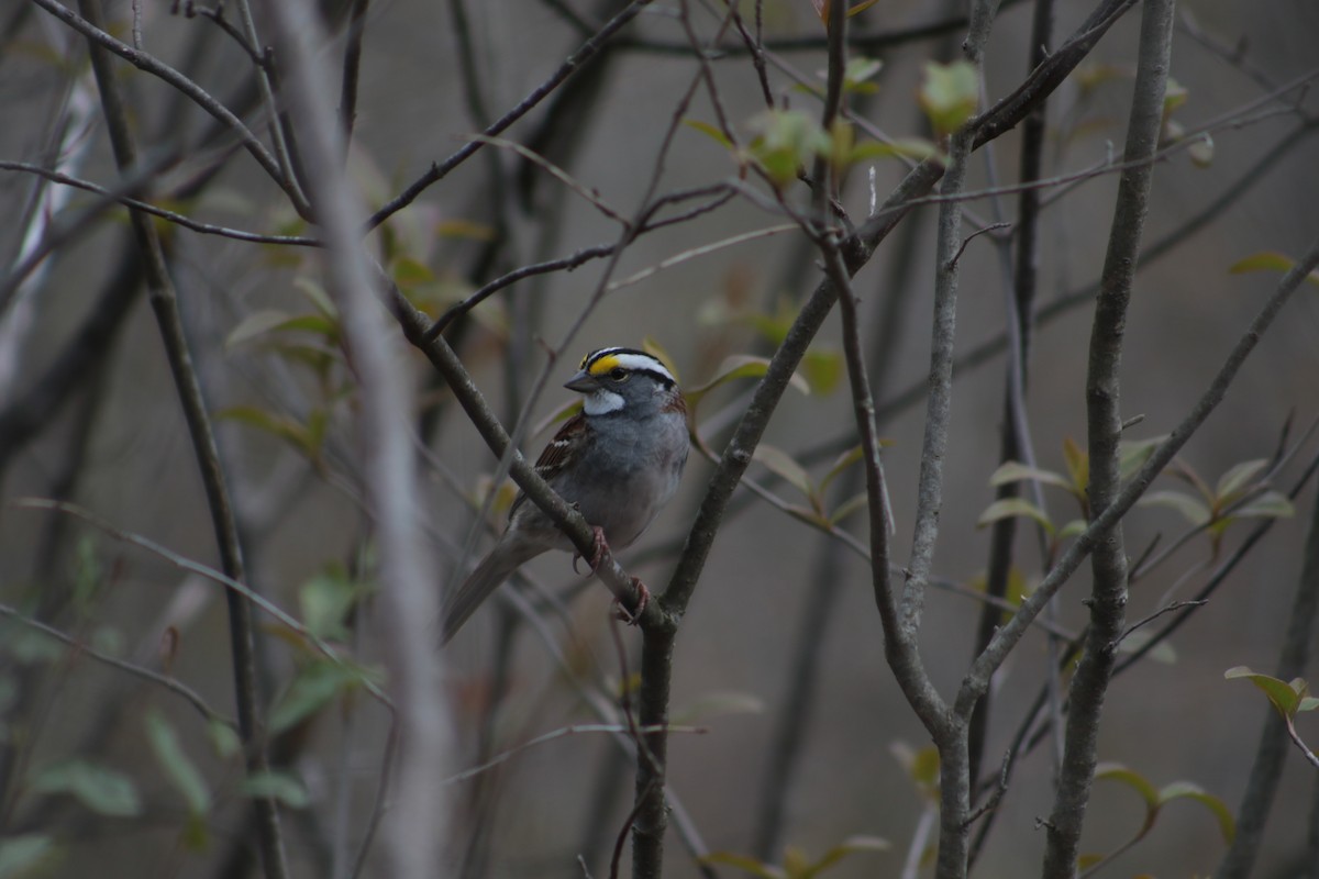 White-throated Sparrow - Benjamin Wilson