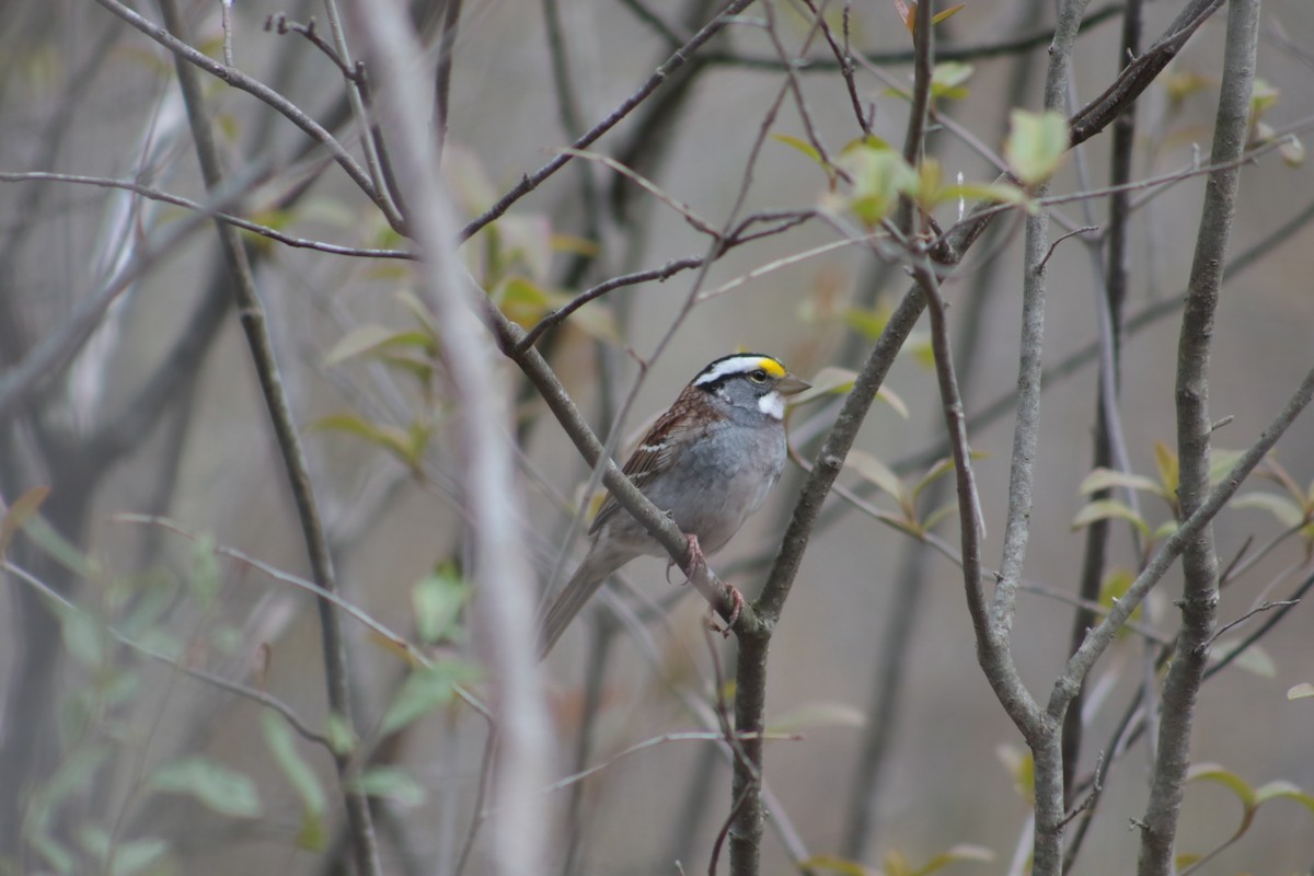 White-throated Sparrow - Benjamin Wilson