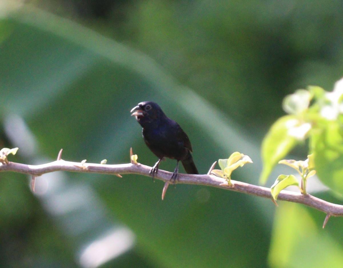 White-lined Tanager - ML618045144