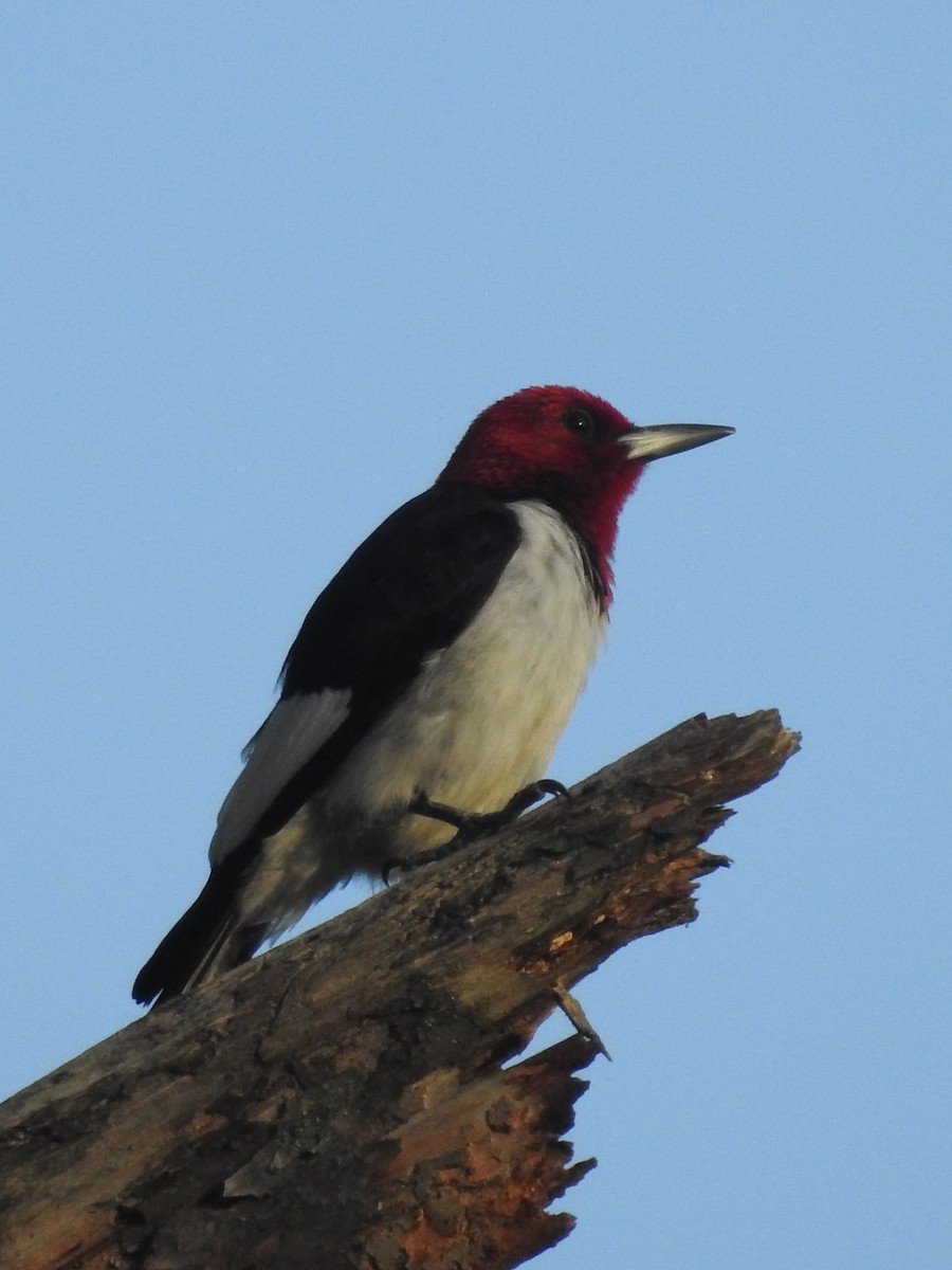 Red-headed Woodpecker - Daniel Patterson