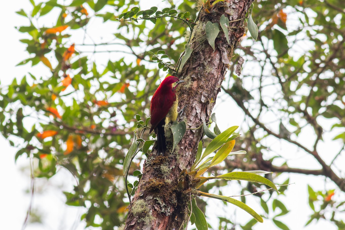 Crimson-mantled Woodpecker - ML618045156