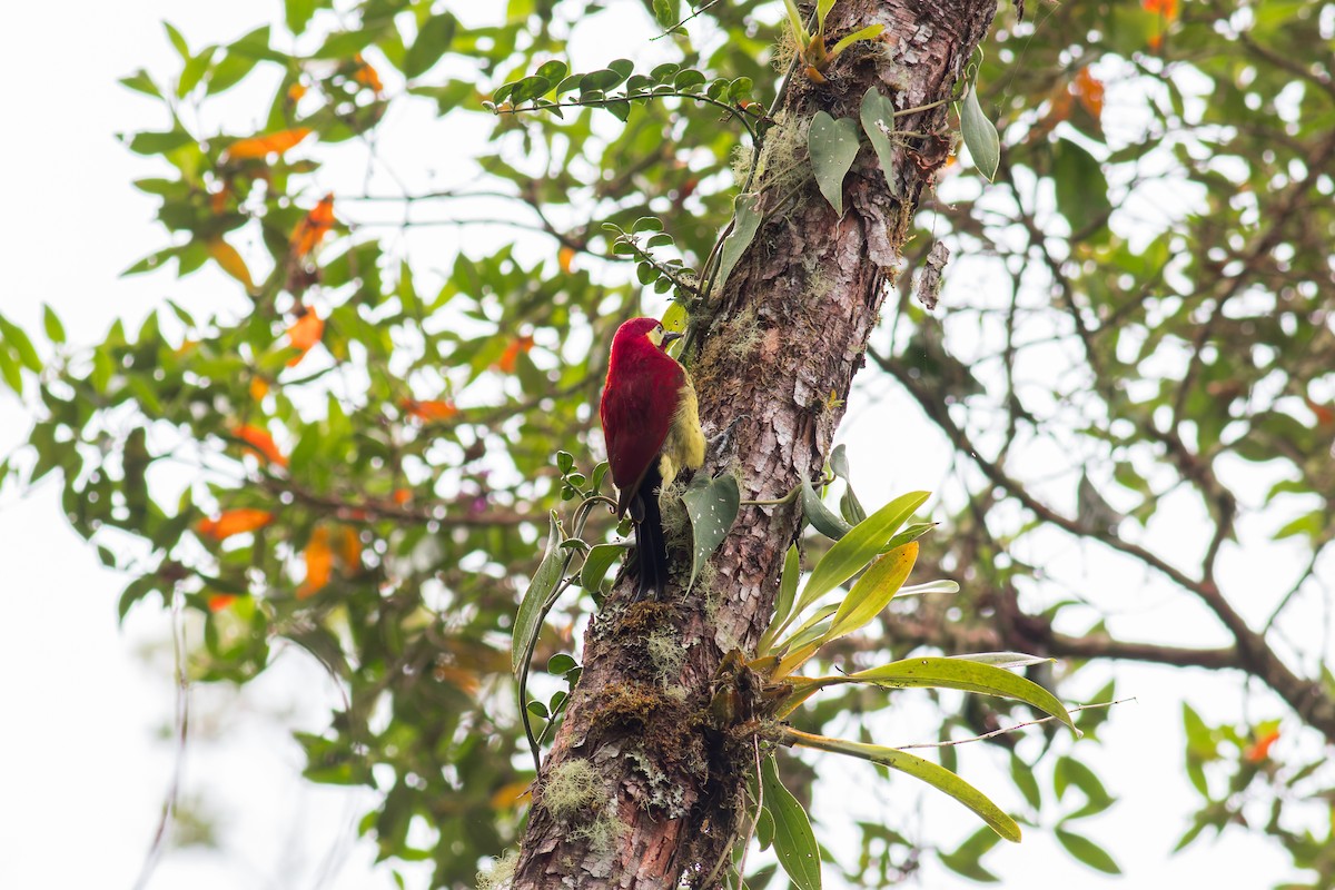 Crimson-mantled Woodpecker - Eric Zawatski