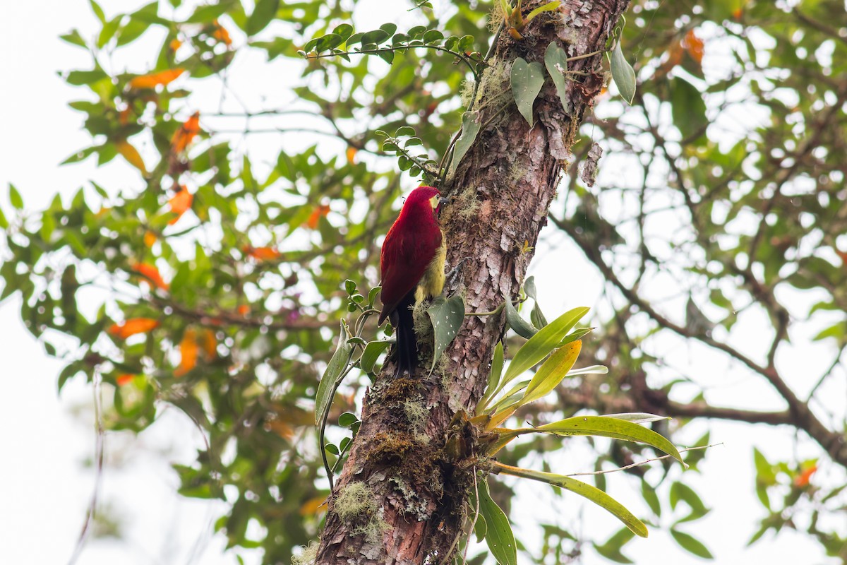 Crimson-mantled Woodpecker - ML618045158