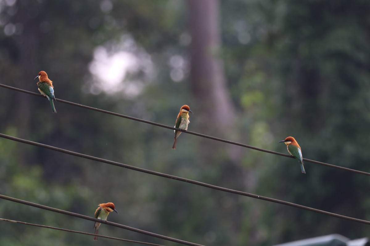 Chestnut-headed Bee-eater - Vitek Jirinec