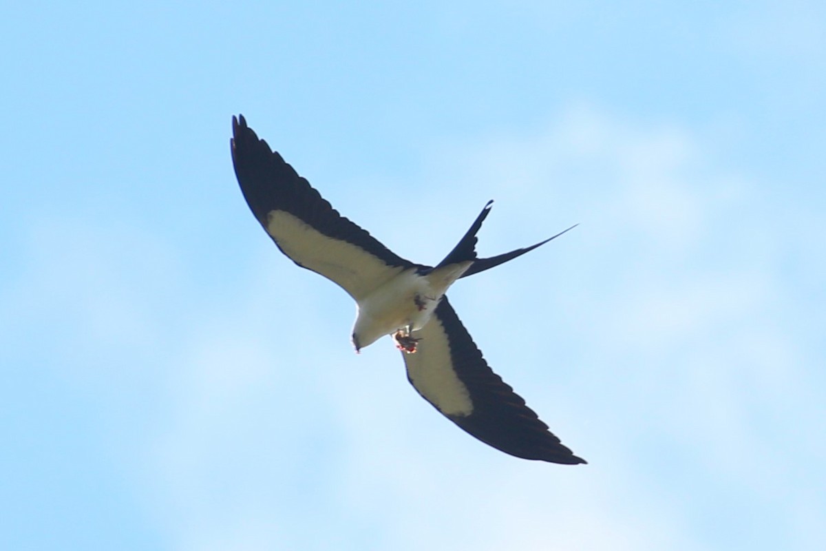 Swallow-tailed Kite - ML618045189