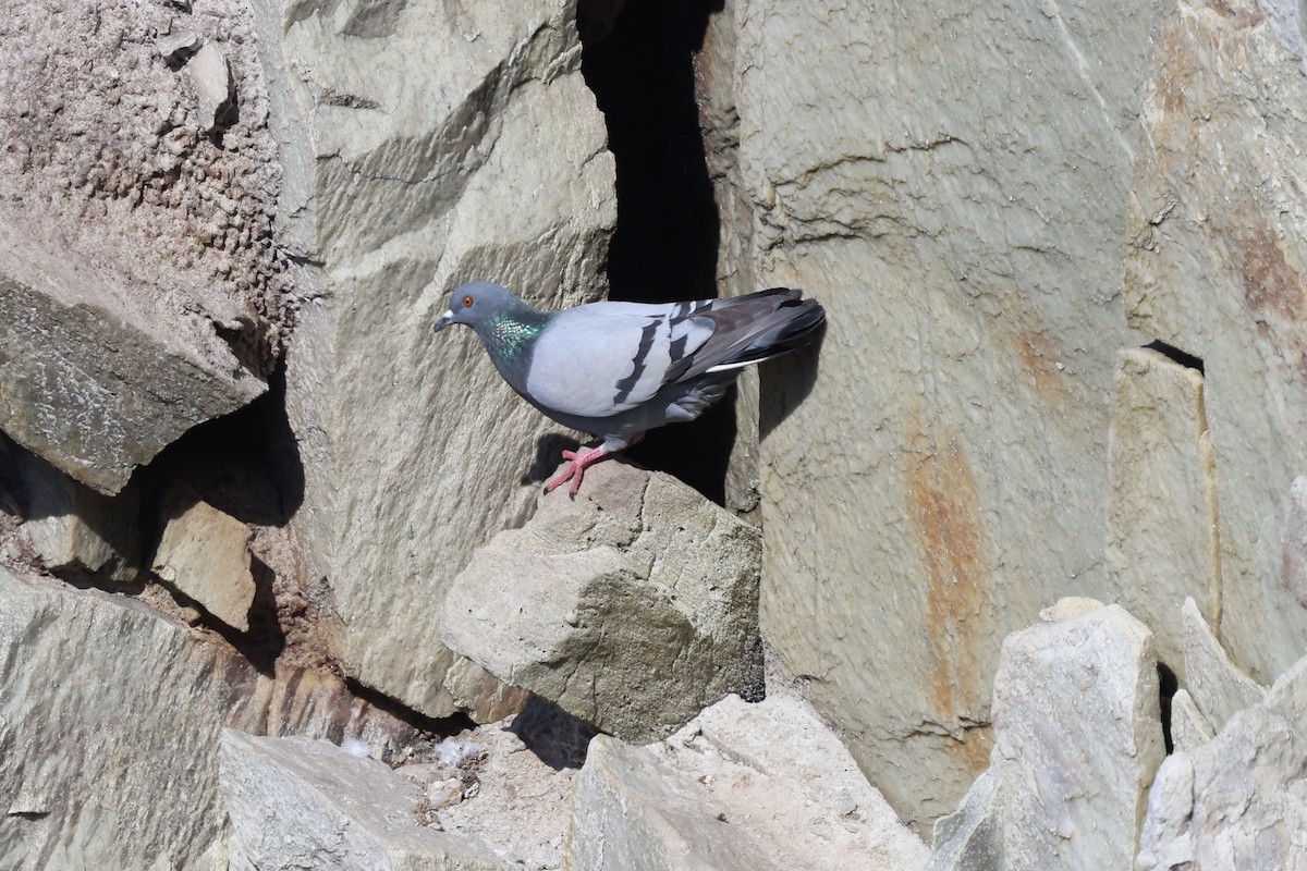 Rock Pigeon - Phil Kenny