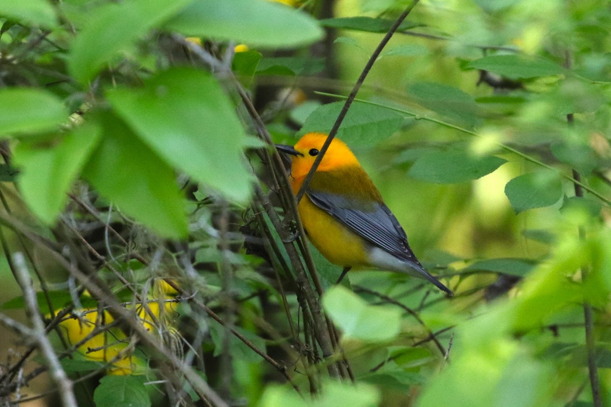 Prothonotary Warbler - ML618045226