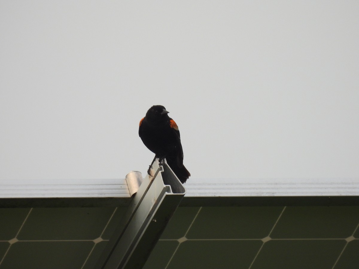 Red-winged Blackbird - ML618045265