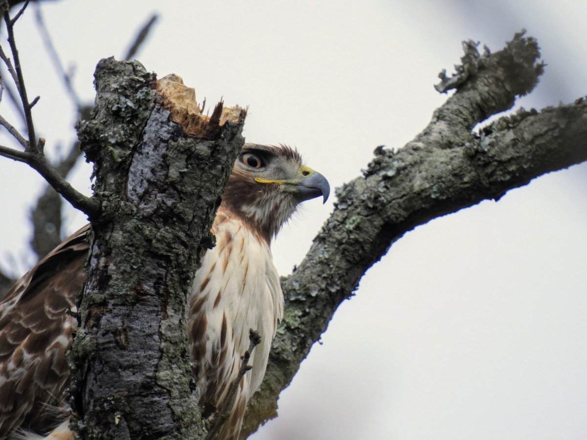 Red-tailed Hawk - Kristy Eleftheriou