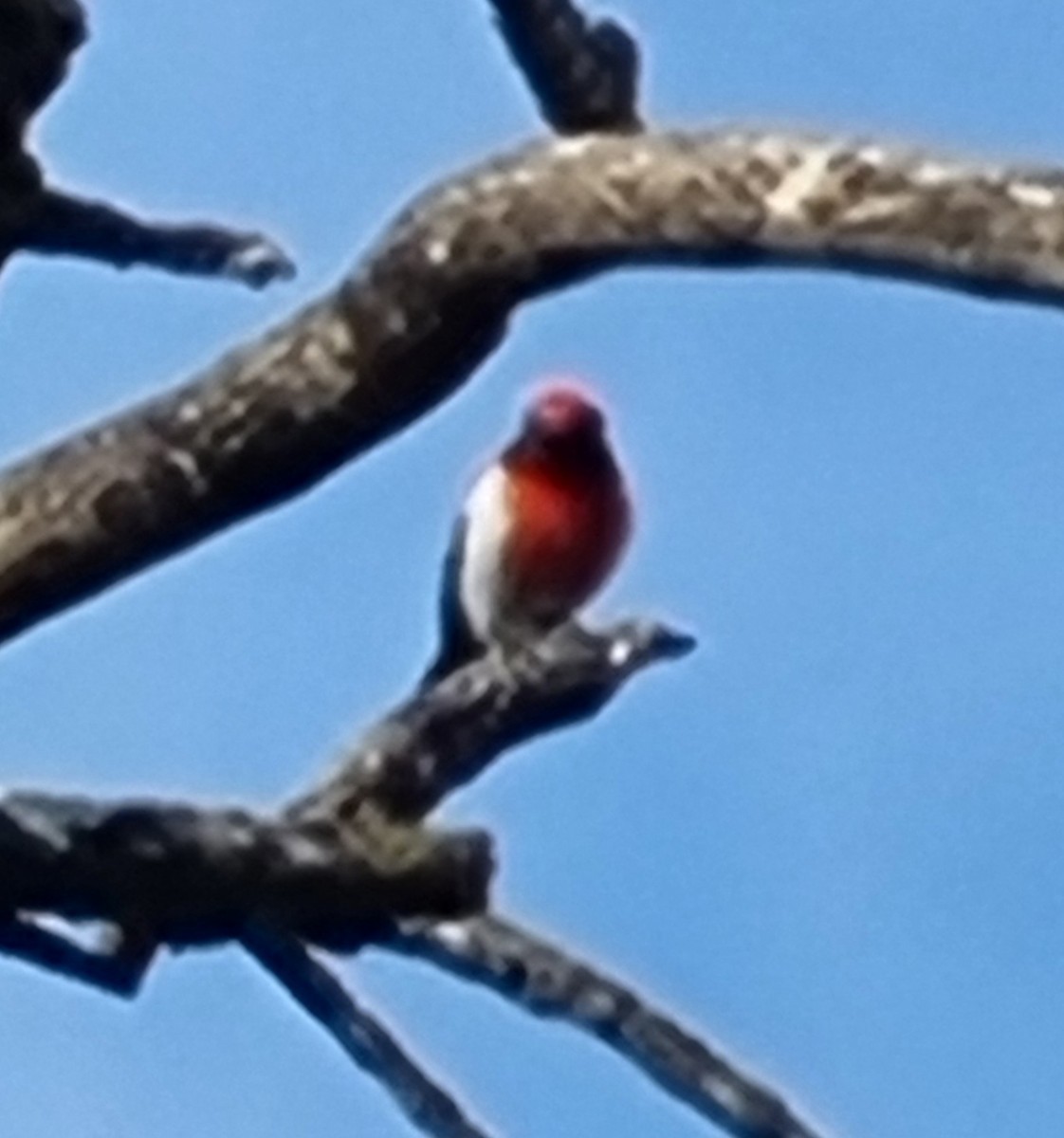 Red-capped Robin - ML618045271