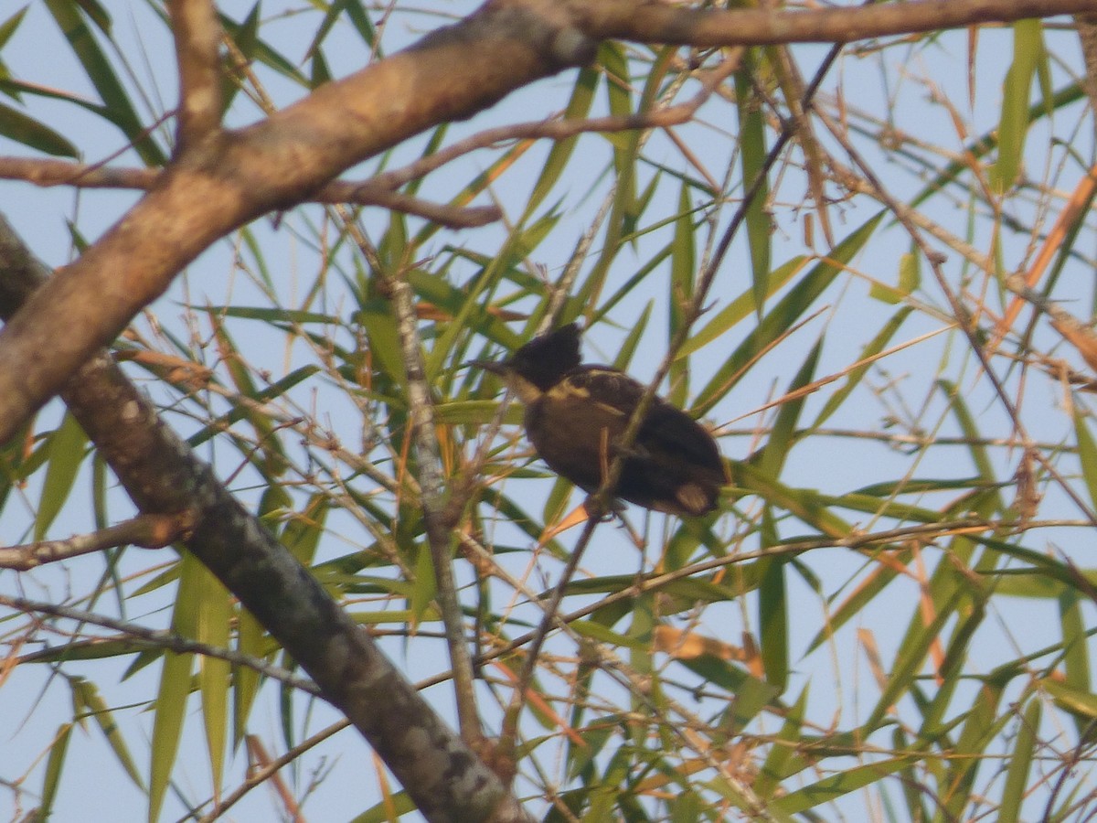 Heart-spotted Woodpecker - Ashok Kalburgi