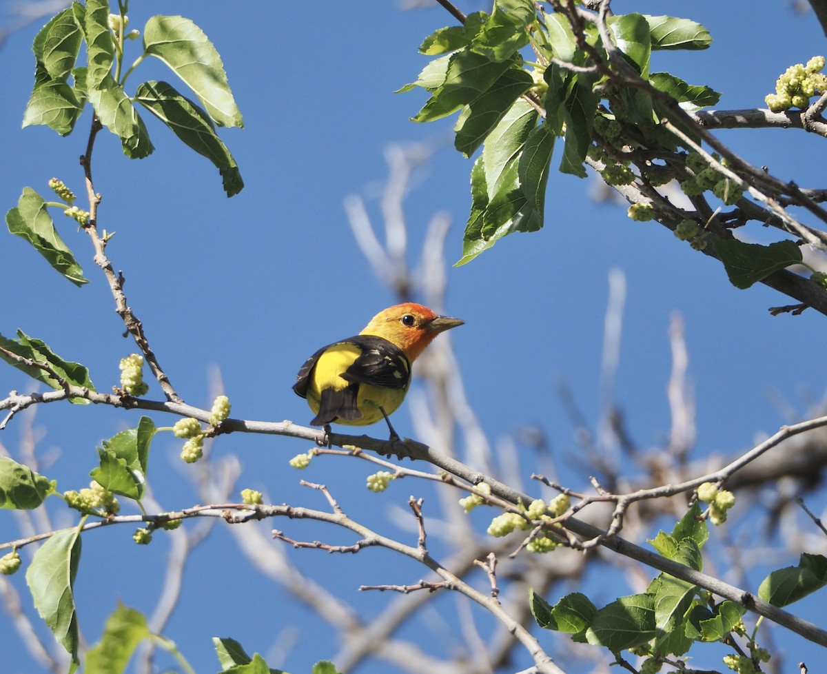Western Tanager - ML618045284