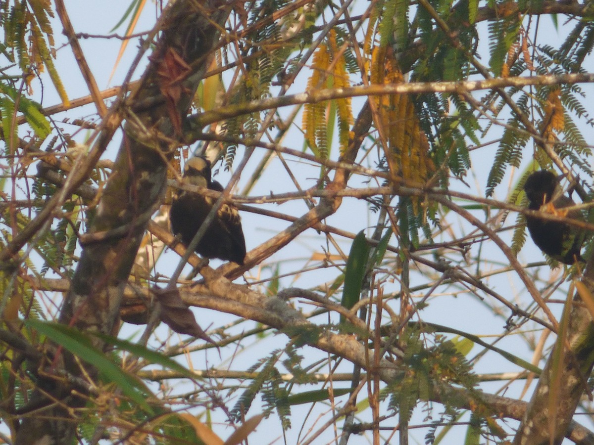 Heart-spotted Woodpecker - ML618045295