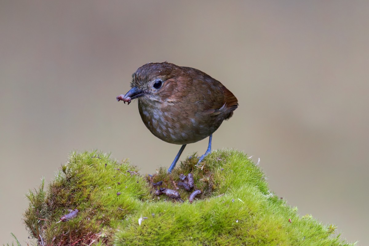 Brown-banded Antpitta - ML618045296