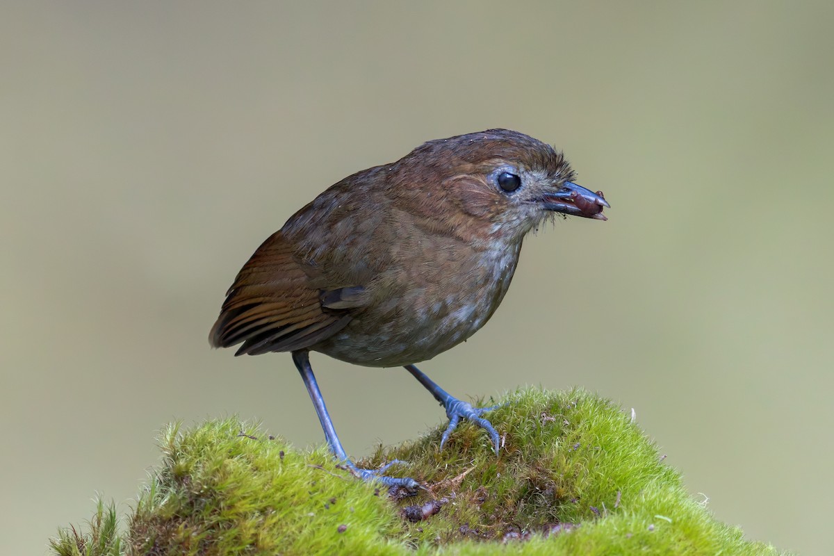 Brown-banded Antpitta - ML618045297