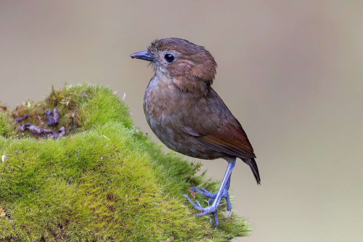 Brown-banded Antpitta - ML618045298