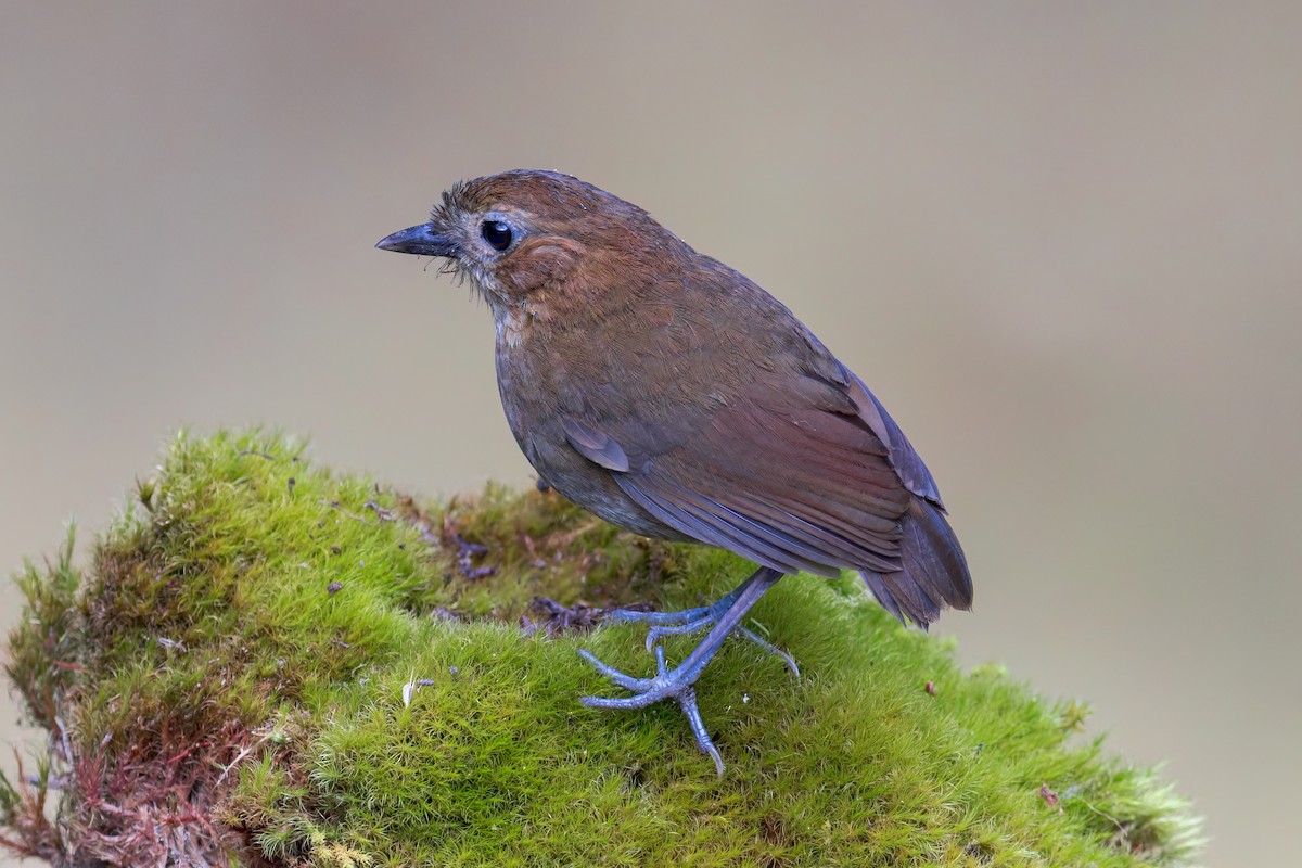 Brown-banded Antpitta - ML618045299