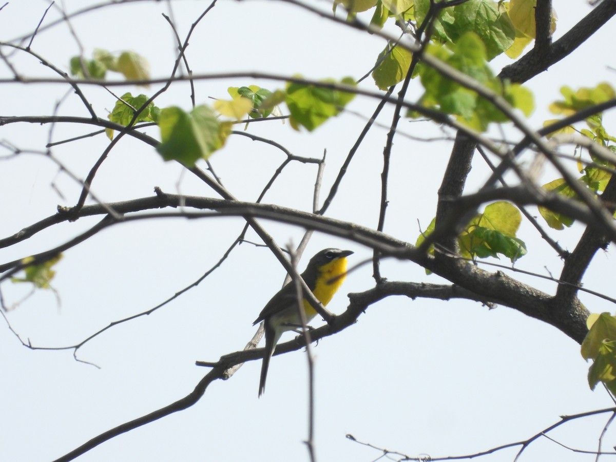 Yellow-breasted Chat - ML618045308
