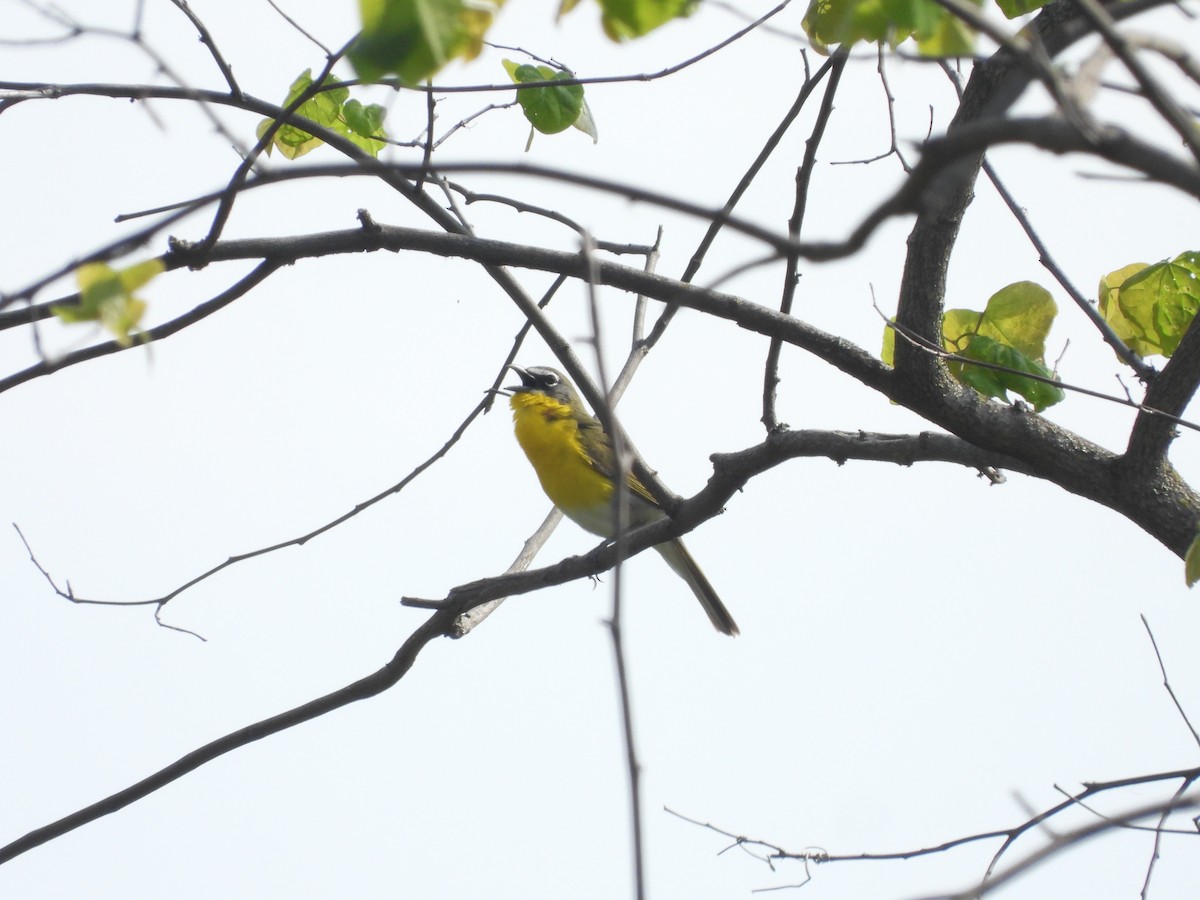 Yellow-breasted Chat - ML618045312