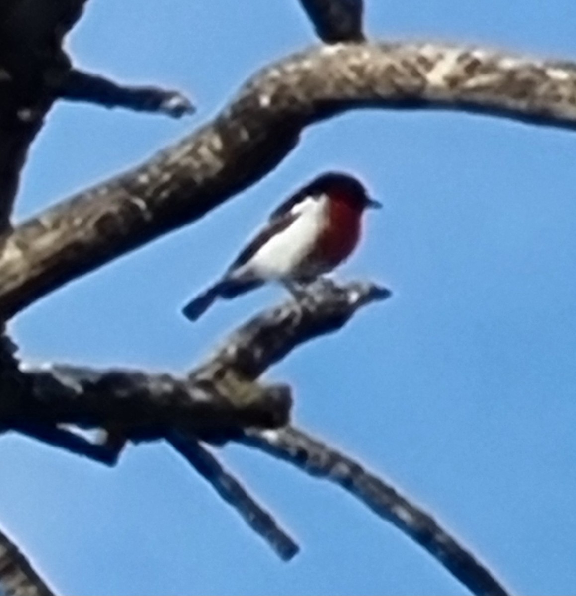 Red-capped Robin - ML618045334