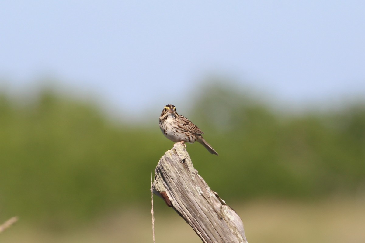 Savannah Sparrow - ML618045340