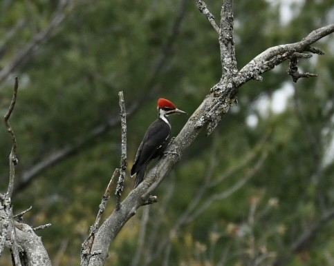 Pileated Woodpecker - ML618045361