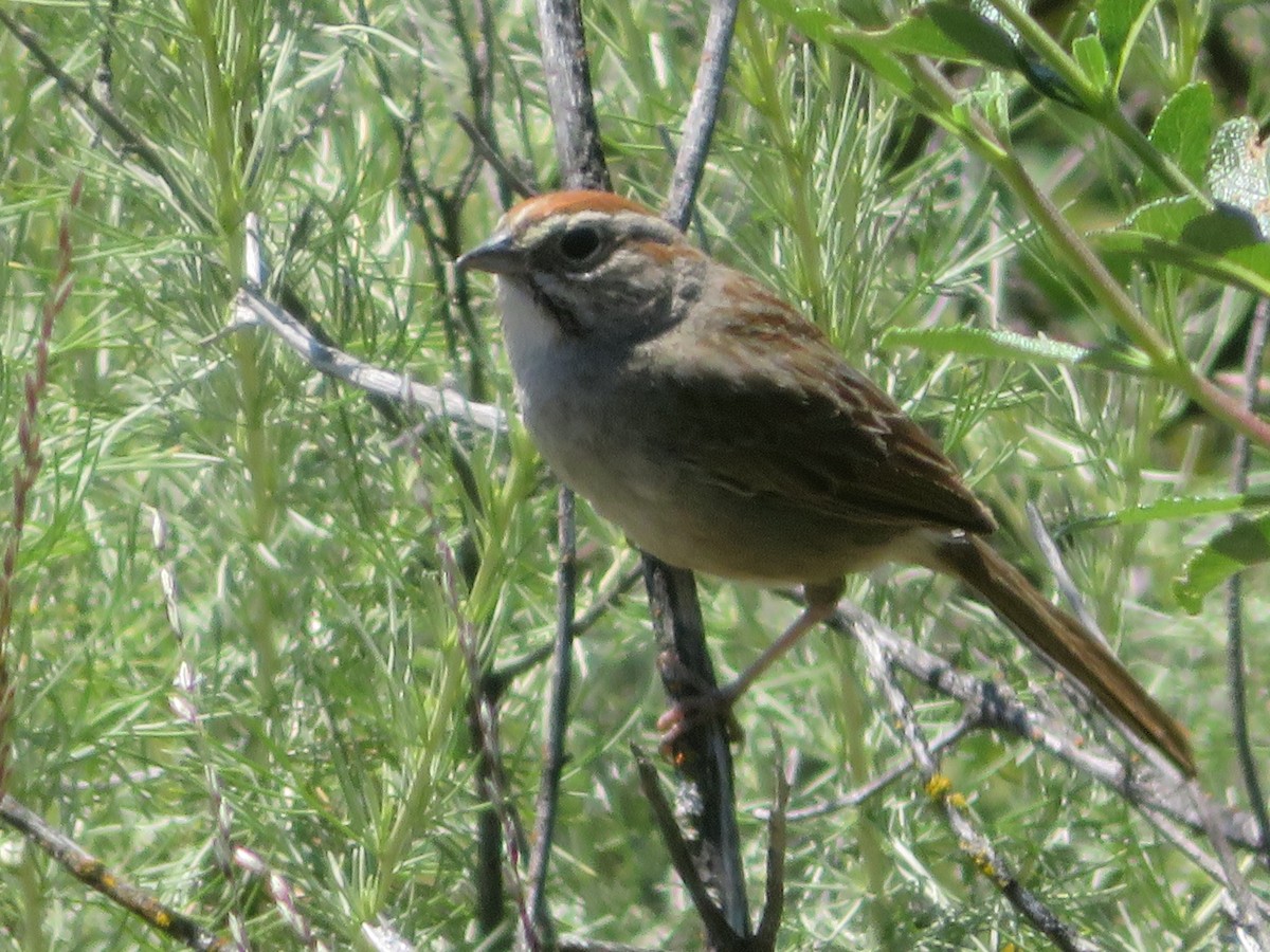 Rufous-crowned Sparrow - Aidan Sinha