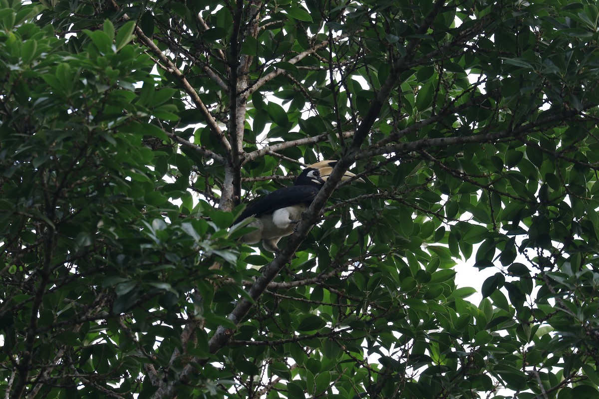 Oriental Pied-Hornbill - Vitek Jirinec