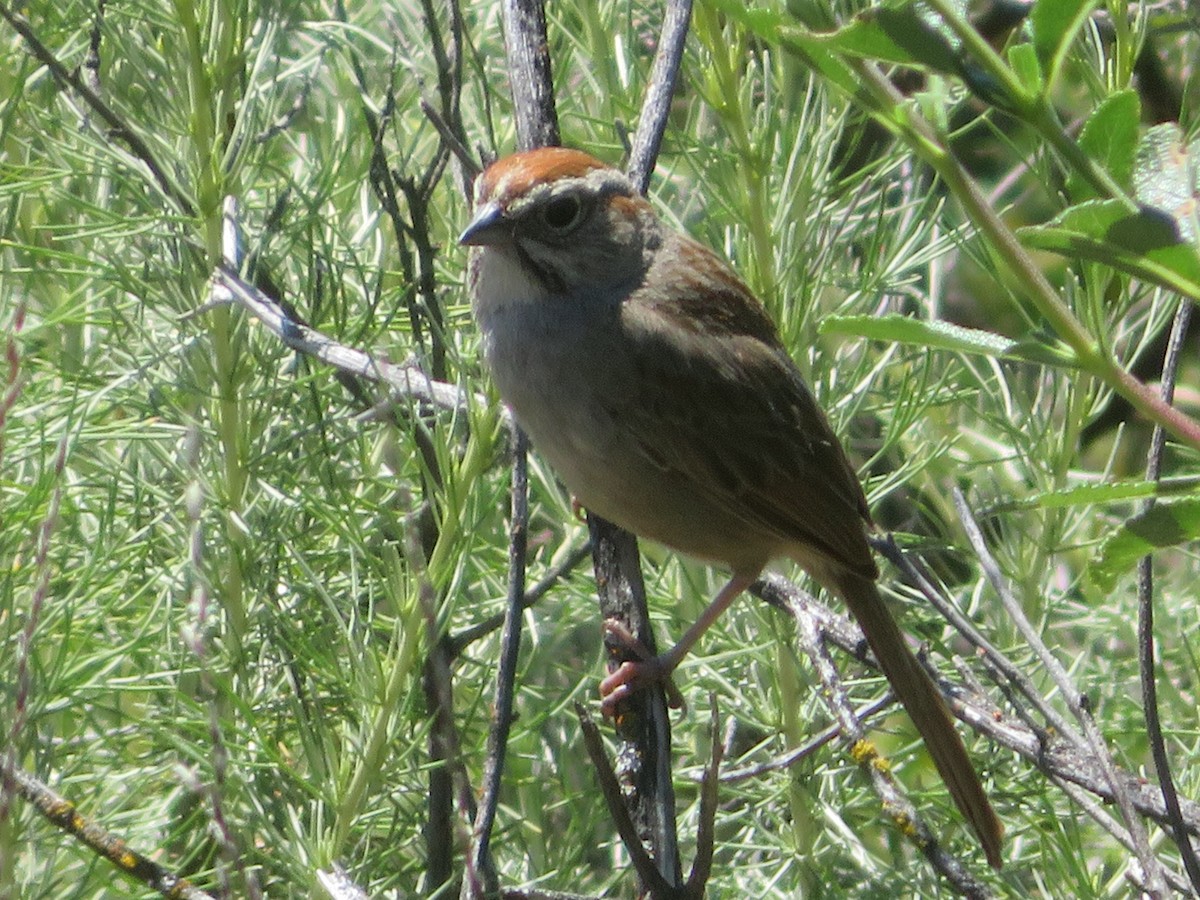 Rufous-crowned Sparrow - ML618045401