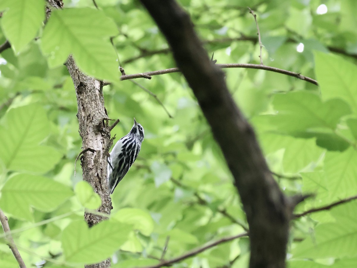 Black-and-white Warbler - ML618045417