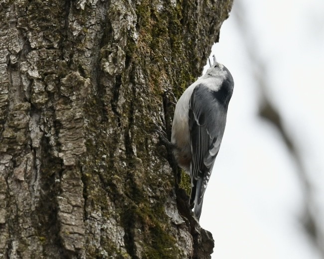 White-breasted Nuthatch - ML618045436