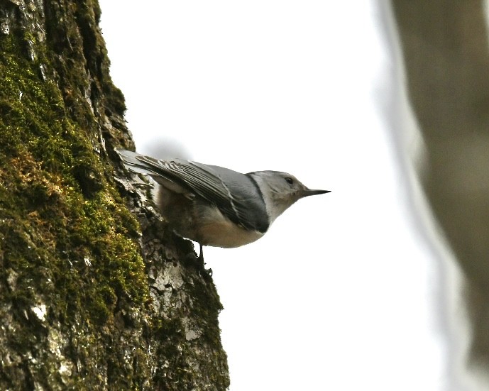 White-breasted Nuthatch - ML618045437