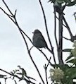 American Tree Sparrow - Bradley Waggoner