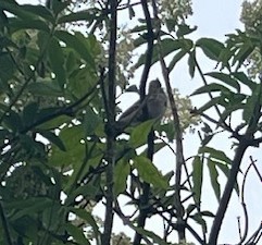 American Tree Sparrow - ML618045446