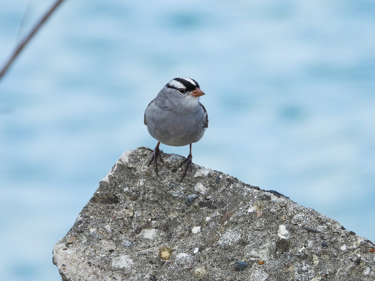 White-crowned Sparrow - ML618045482