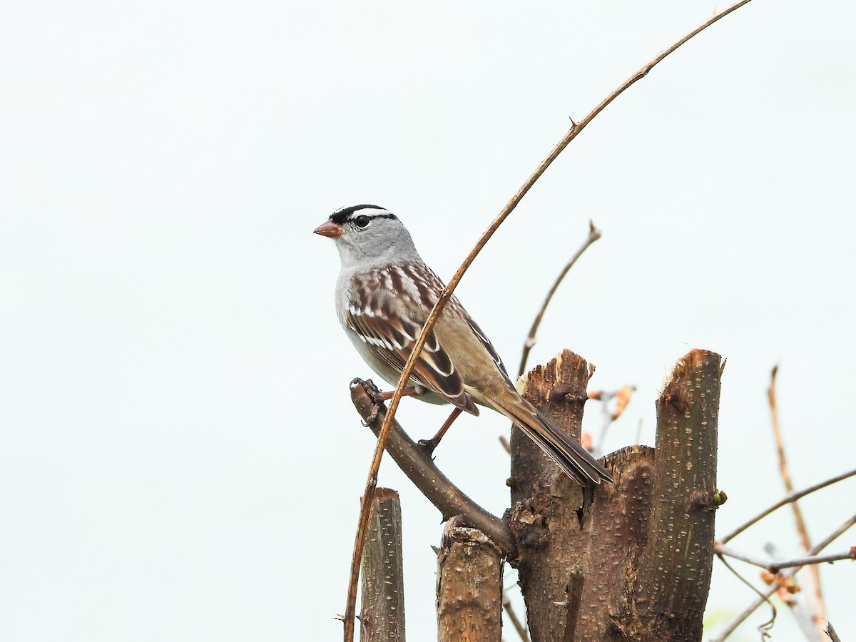 White-crowned Sparrow - Haley Gottardo