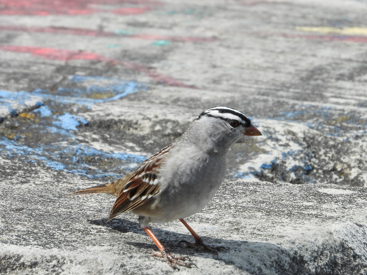 White-crowned Sparrow - Haley Gottardo