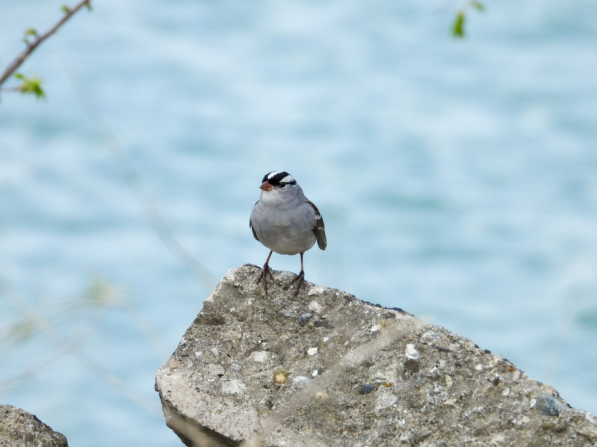 White-crowned Sparrow - ML618045486