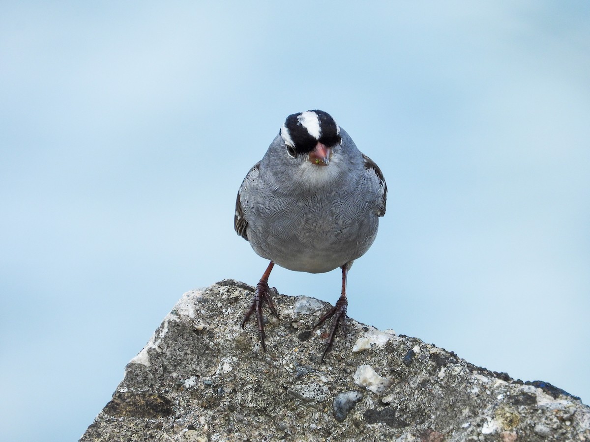 White-crowned Sparrow - ML618045487
