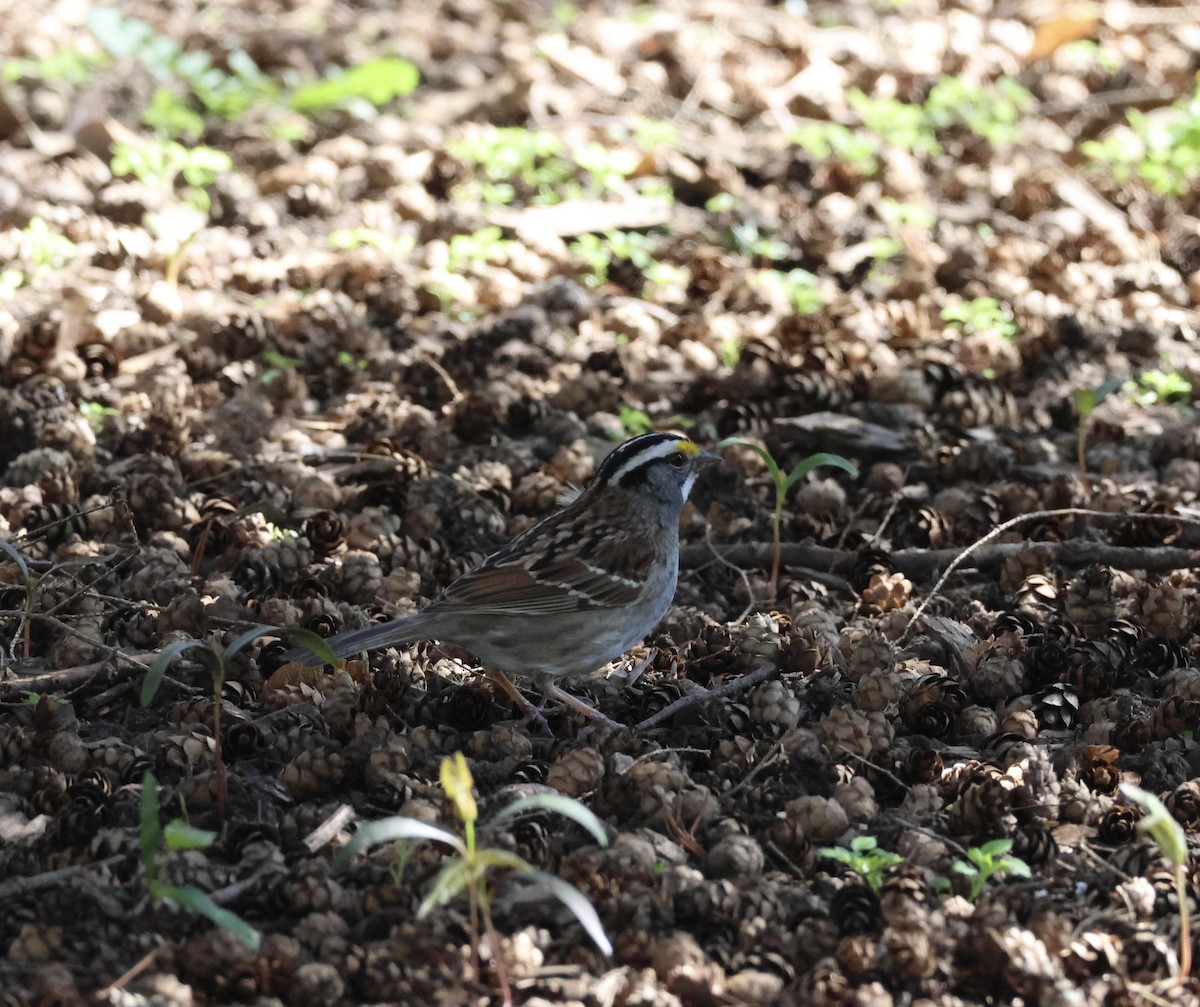 White-throated Sparrow - Joanne Morrissey