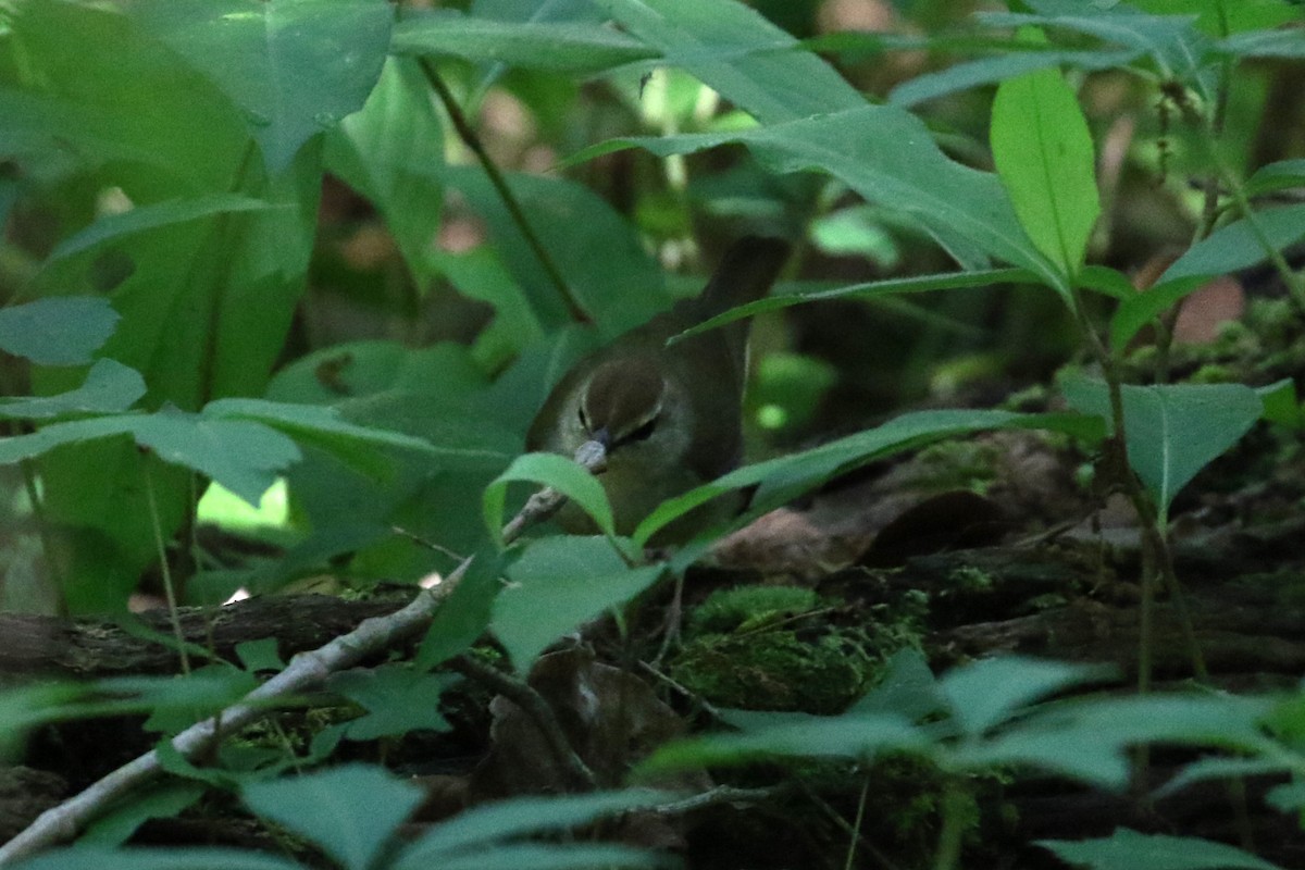 Swainson's Warbler - Ethan Ring