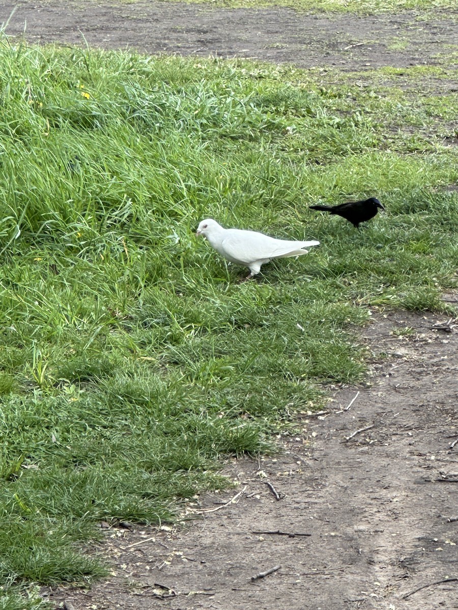 Rock Pigeon (Feral Pigeon) - ML618045594
