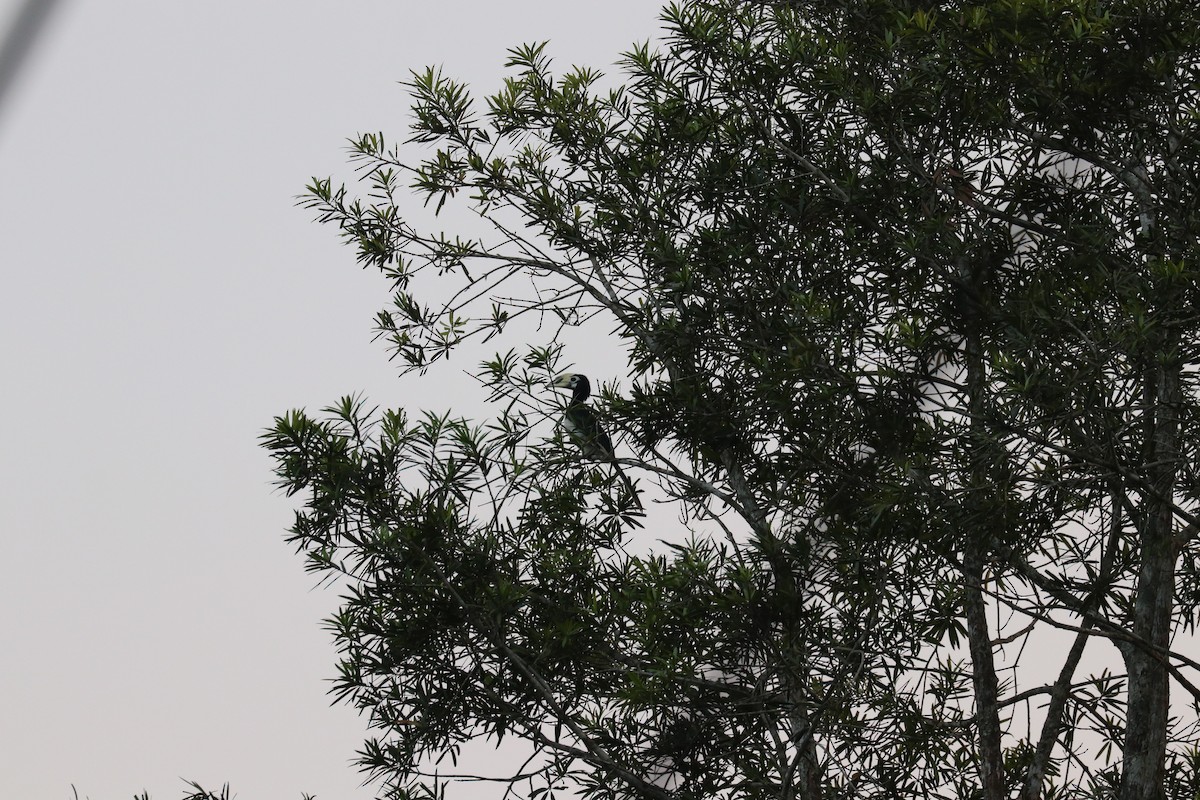 Oriental Pied-Hornbill - Vitek Jirinec