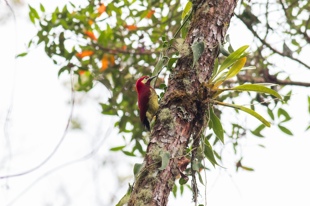 Crimson-mantled Woodpecker - Eric Zawatski