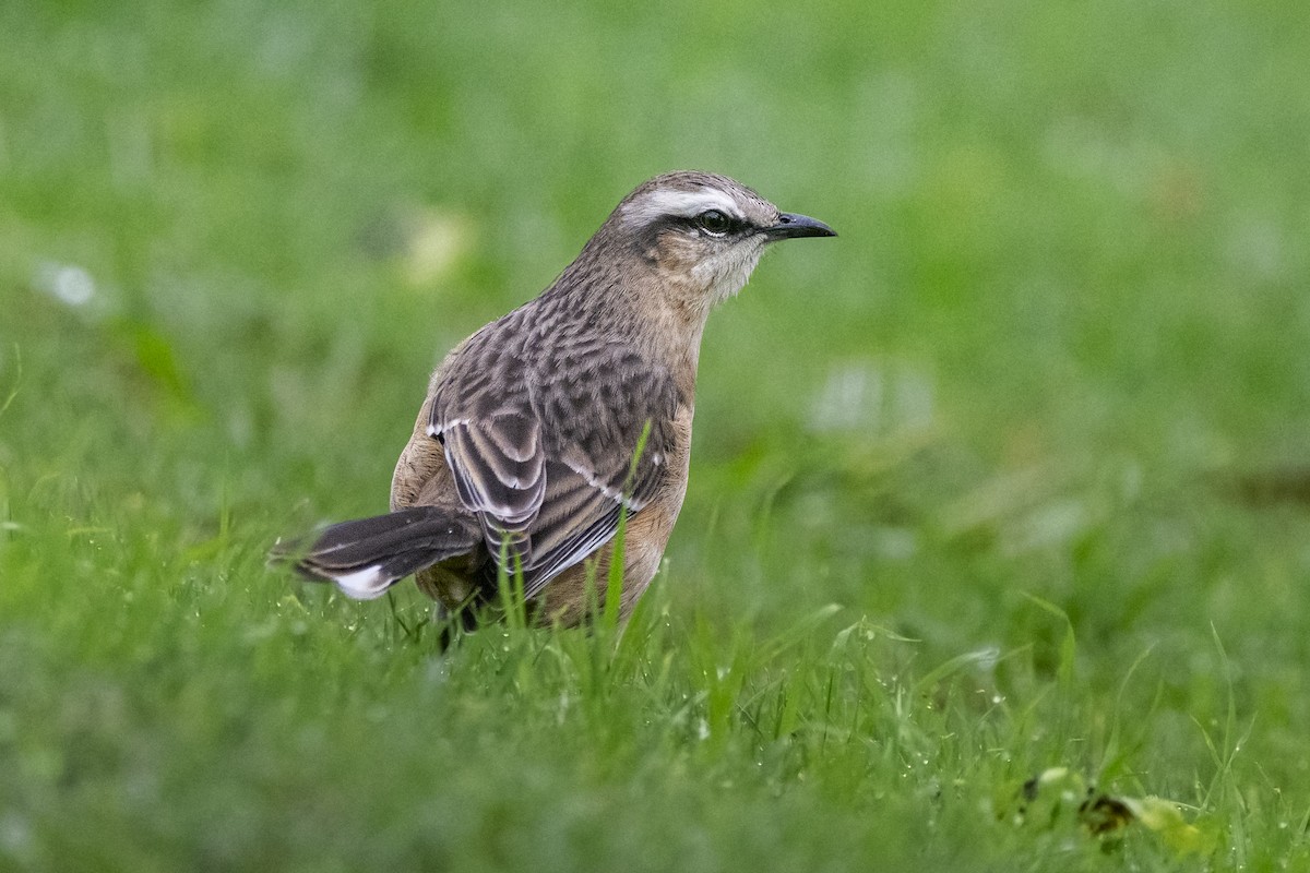 Chalk-browed Mockingbird - ADRIAN GRILLI