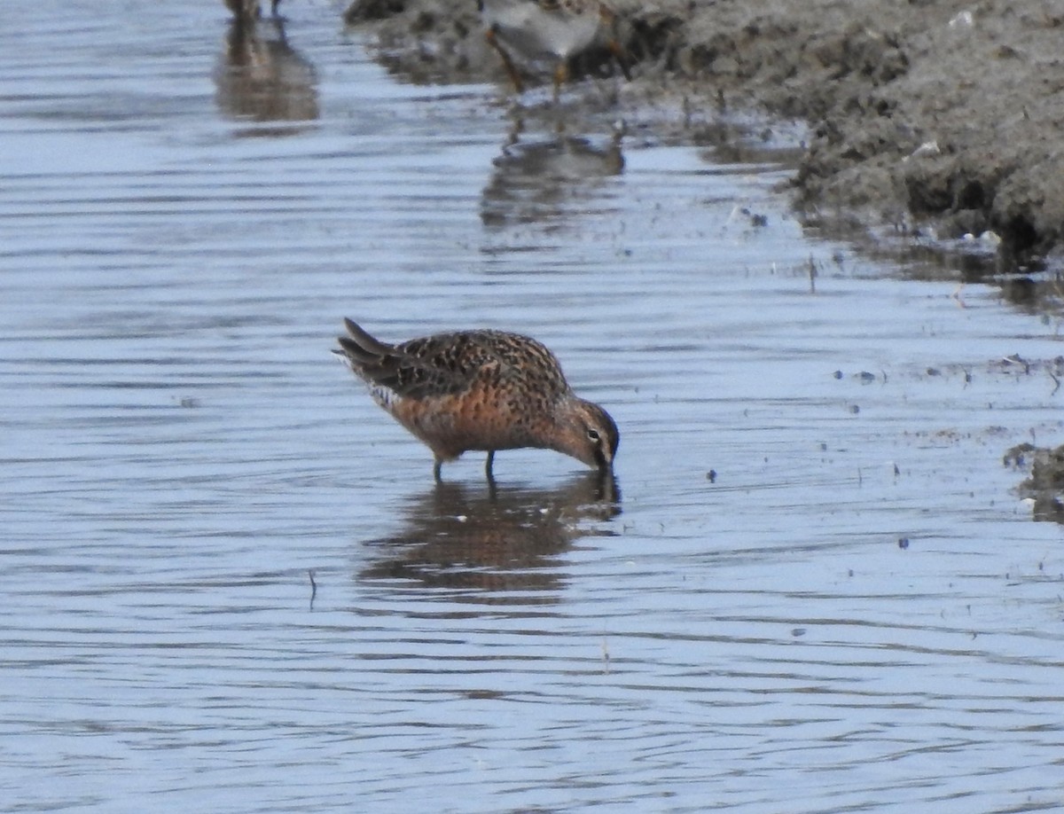Long-billed Dowitcher - ML618045649