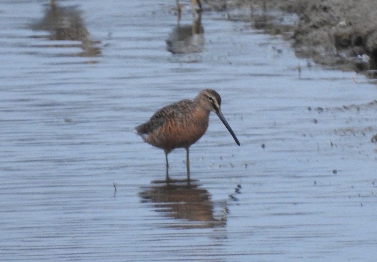 Long-billed Dowitcher - ML618045665