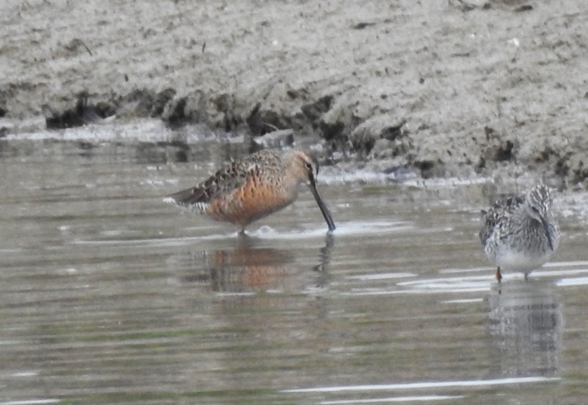 Long-billed Dowitcher - ML618045671